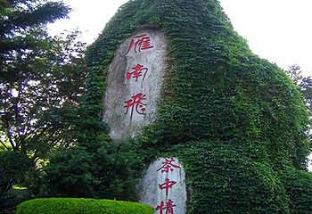 雁南飞茶田景区第 42 张图片