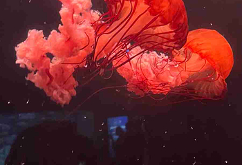 三亚亚特兰蒂斯失落的空间水族馆第 217 张图片
