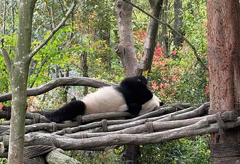 熊猫谷第 136 张图片