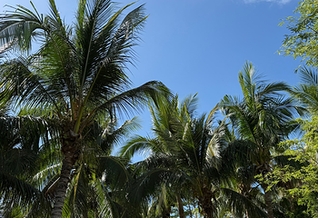 椰梦长廊第 135 张图片