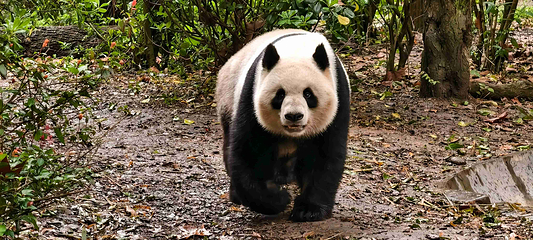 成都大熊猫繁育研究基地第 56 张图片