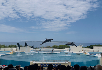 冲绳美丽海水族馆第 48 张图片