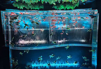 银座艺术水族馆美术馆第 34 张图片