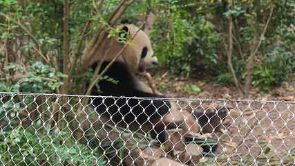 成都大熊猫繁育研究基地第 350 张图片