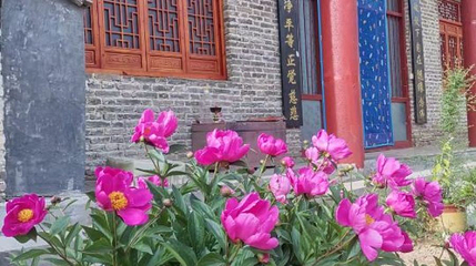 萧县牡丹园第 1 张图片