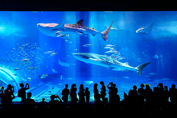 冲绳美丽海水族馆第 45 张图片