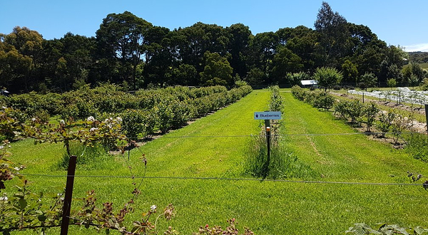 Bruny Island Berry Farm