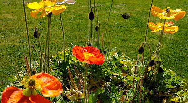 Beautiful Gardens of Wanaka