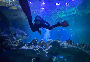 吉隆坡城中城水族馆第 37 张图片