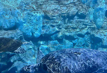 海合安青岛极地海洋公园第 128 张图片