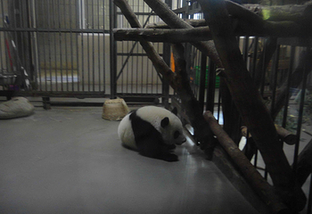 成都大熊猫繁育研究基地第 689 张图片