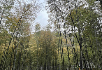 新昌大佛寺景区第 73 张图片