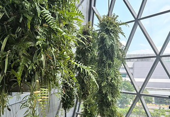 星耀樟宜第 228 张图片