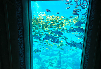 三亚亚特兰蒂斯失落的空间水族馆第 143 张图片