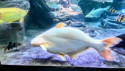 上海海洋水族馆第 197 张图片