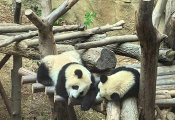 成都大熊猫繁育研究基地第 470 张图片