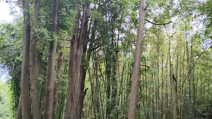 昆明植物园东园-山茶园第 1 张图片