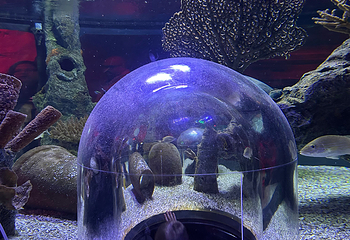 奥兰多海洋生物水族馆第 16 张图片
