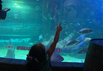 奥兰多海洋生物水族馆第 22 张图片