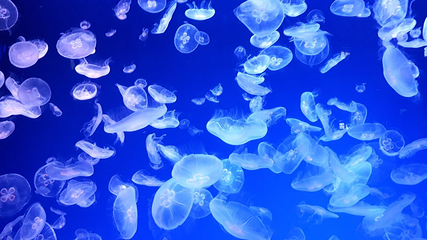 名古屋港水族馆第 25 张图片