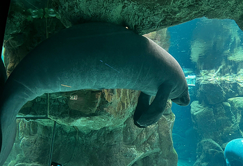 热那亚水族馆第 15 张图片
