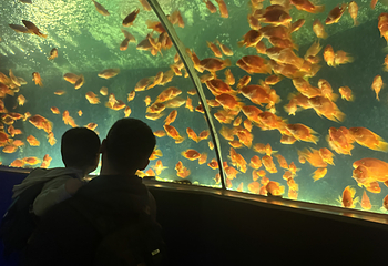 上海海洋水族馆第 198 张图片