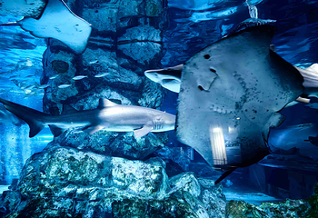 Sea Life COEX水族馆第 21 张图片