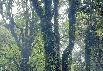 高黎贡山第 36 张图片