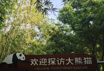 成都大熊猫繁育研究基地第 475 张图片