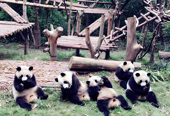 成都大熊猫繁育研究基地第 79 张图片
