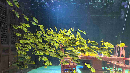 上海长风海洋世界第 16 张图片