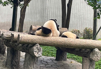 卧龙中华大熊猫苑神树坪基地第 82 张图片