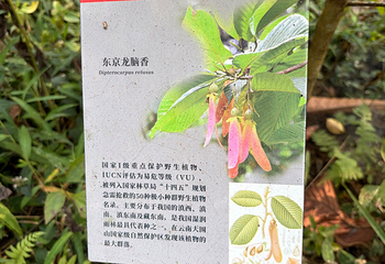 中国科学院西双版纳热带植物园第 134 张图片