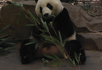 成都大熊猫繁育研究基地第 182 张图片