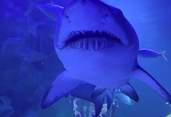 吉隆坡城中城水族馆第 100 张图片