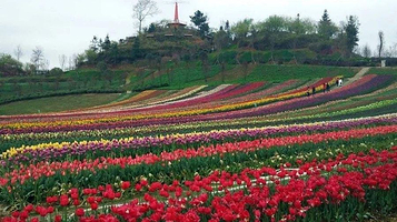 花牵谷景区玫瑰园