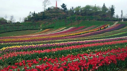 花牵谷景区-玫瑰园第 1 张图片