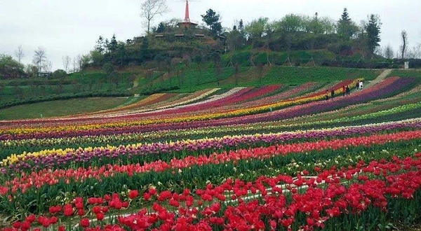 花牵谷景区玫瑰园