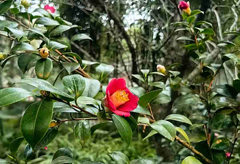 杜甫草堂第 303 张图片