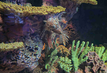 上海海洋水族馆第 120 张图片