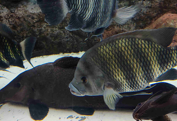 上海海洋水族馆第 201 张图片