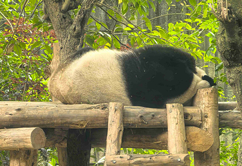 成都大熊猫繁育研究基地第 211 张图片