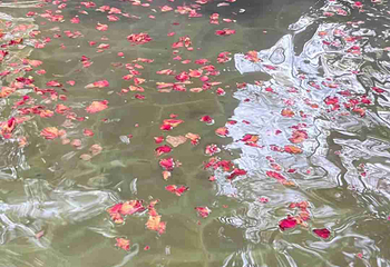 临潼悦椿温泉第 63 张图片