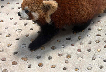 小熊猫森林公园第 27 张图片