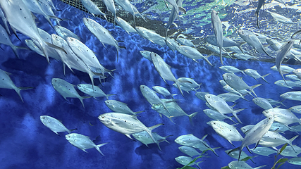 上海海洋水族馆第 85 张图片