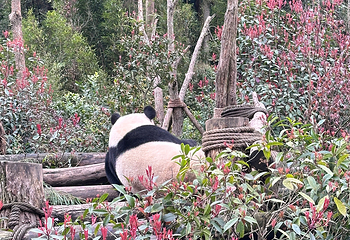 熊猫谷第 117 张图片