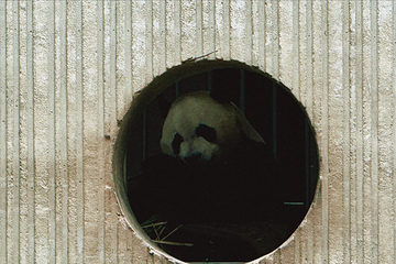 卧龙中华大熊猫苑神树坪基地第 107 张图片