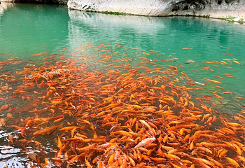 楠溪江风景旅游区第 37 张图片