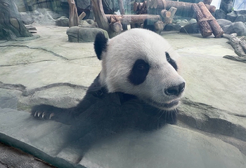 绵阳中华大熊猫苑第 13 张图片