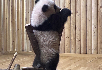 成都大熊猫繁育研究基地第 513 张图片